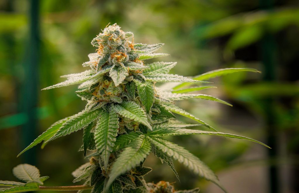 A closeup shot of Cannabis growing in a garden