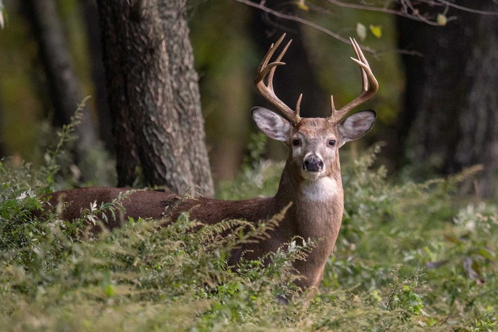 A deer with antlers seen in the woods